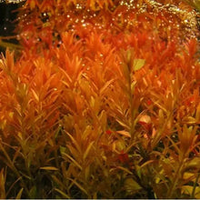 1 Rotala Rotundifolia RED Live Aquarium Plant Aquatic Plant