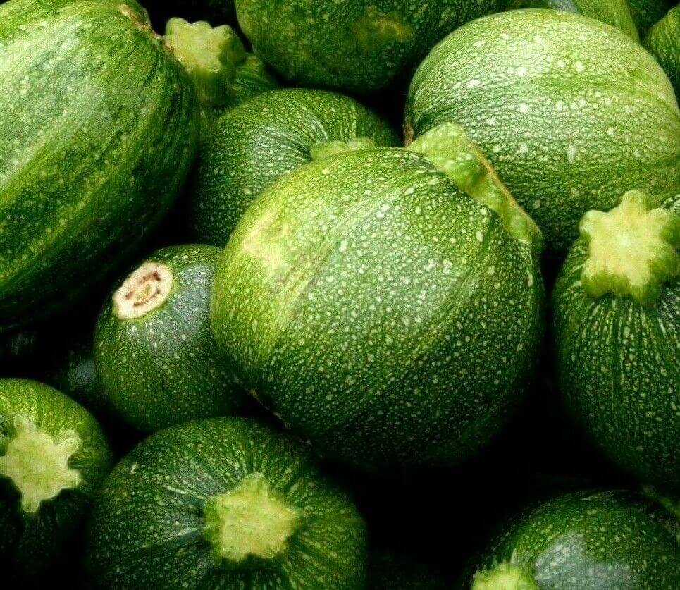 100 Round Zucchini Squash Seeds
