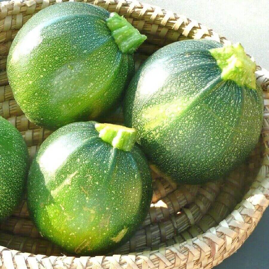 100 Round Zucchini Squash Seeds