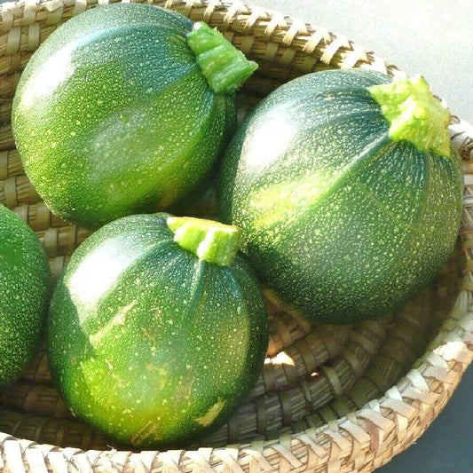100 Round Zucchini Squash Seeds