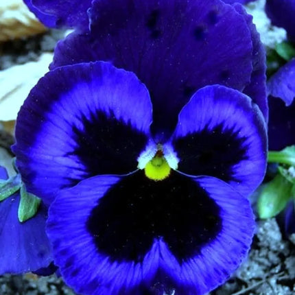 50 Pansy Seeds – Colorful Viola Garden Flowers | Easy Growing Blooms
