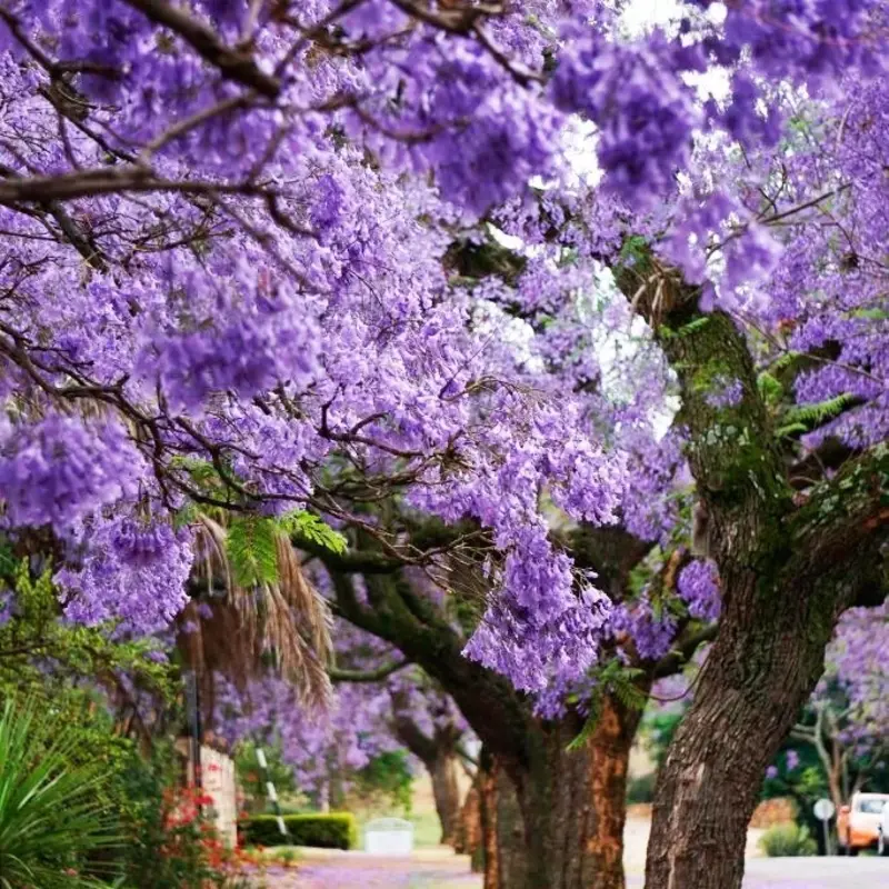 1400 Royal Empress Tree Seeds