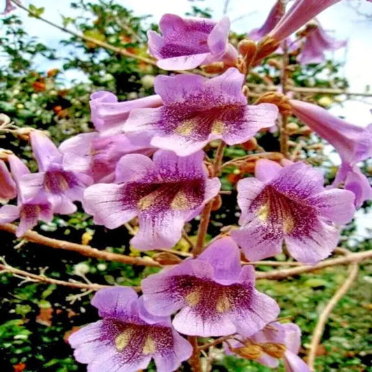 Close-up of pink trumpet-shaped flowers with a blurred green background