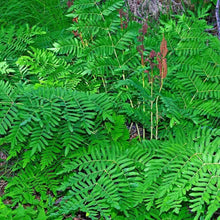 1000 Royal Fern Spores - Osmunda Regalis Seeds