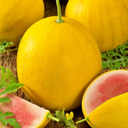 10 Royal Golden Skin Watermelon Seeds