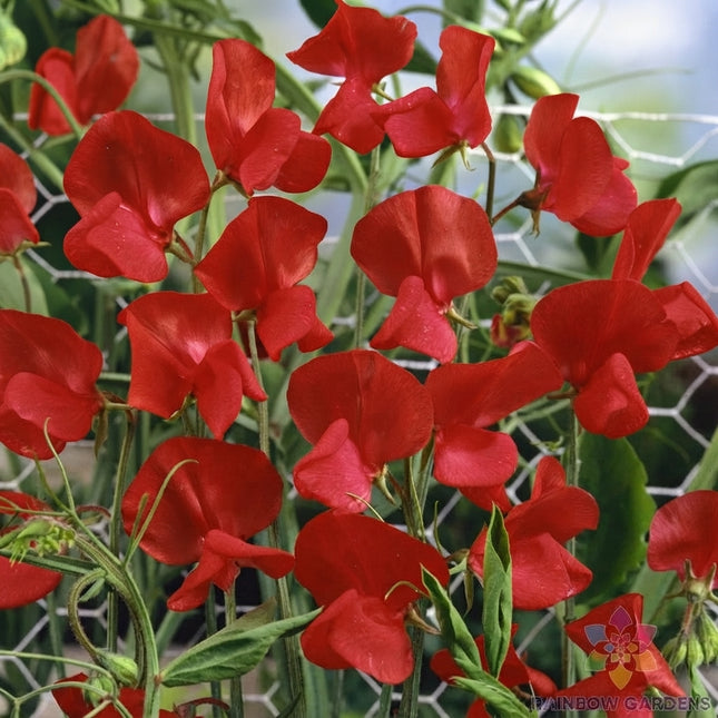 Royal Scarlet Sweet Pea Seeds – Brilliant Scarlet Red Fragrant Climbing Flowers for Trellises, Garden Borders and Cut Flower Bouquets. Seed World