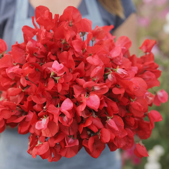Royal Scarlet Sweet Pea Seeds – Vibrant Scarlet Red Fragrant Climbing Flowers for Trellises, Cut Flower Gardens and Bouquets. Seed World