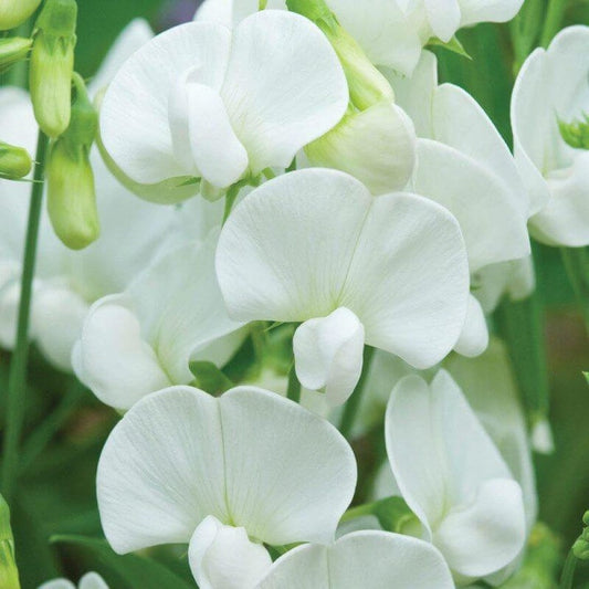 Close-up of white flowers with green leaves in the background