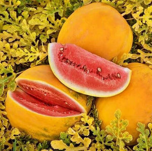 10 Royal Golden Skin Watermelon Seeds