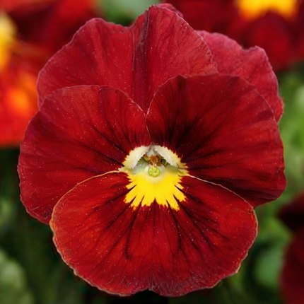 50 Pansy Seeds – Colorful Viola Garden Flowers | Easy Growing Blooms