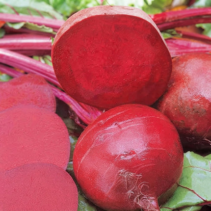 100 Ruby Queen Beet Seeds – Heirloom Red Beet | Sweet Garden Root Vegetable
