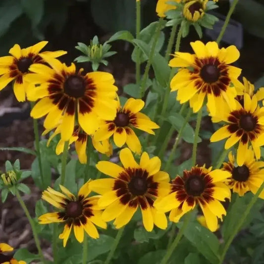 30 Rudbeckia Solar Eclipse Flower Seeds