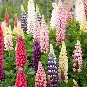 Russell Lupine Seeds | Non-GMO