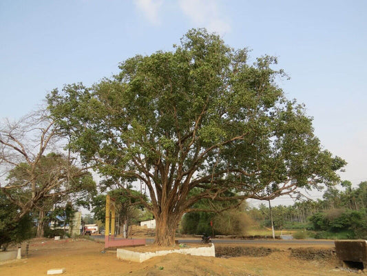 50 Sacred Fig Seeds