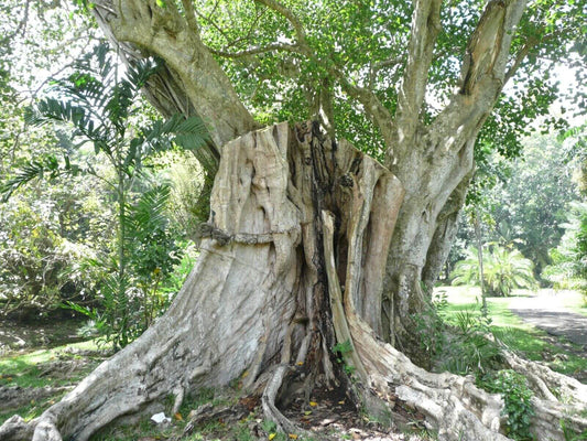 50 Sacred Fig Seeds