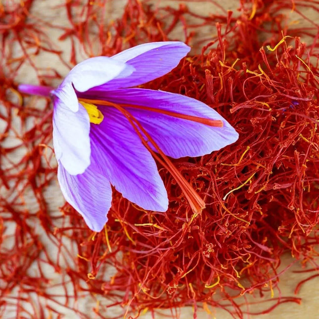 50 Saffron Autumn Crocus Seeds – Crocus sativus (Grow Your Own Saffron)
