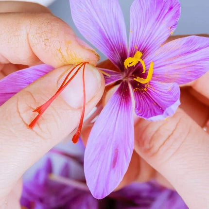 50 Saffron Autumn Crocus Seeds – Crocus sativus (Grow Your Own Saffron)
