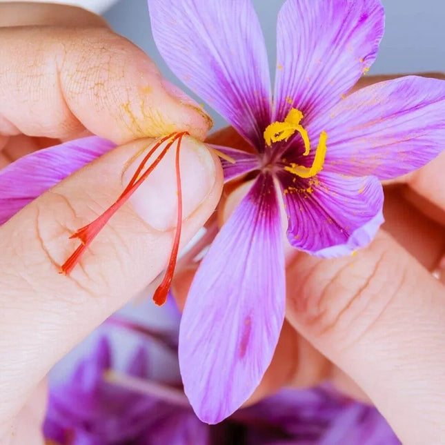 50 Saffron Autumn Crocus Seeds – Crocus sativus (Grow Your Own Saffron)