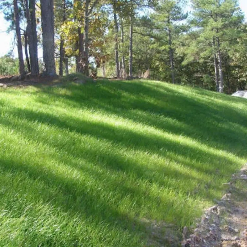 Bermuda Triangle Grass Seeds - 2 Lbs.