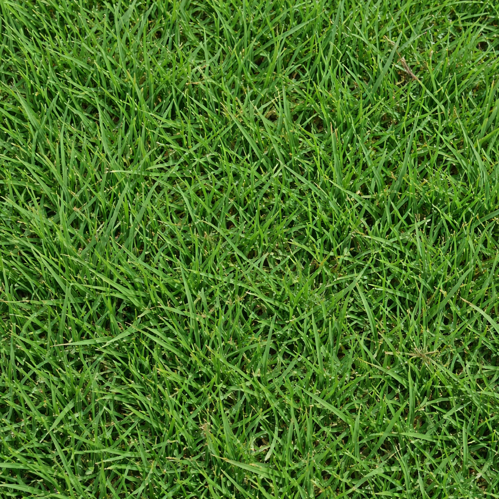 Close-up of green Sahara Bermuda grass texture