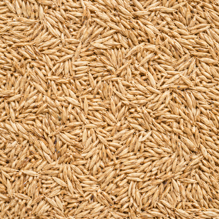 Sahara Bermuda Grass seeds