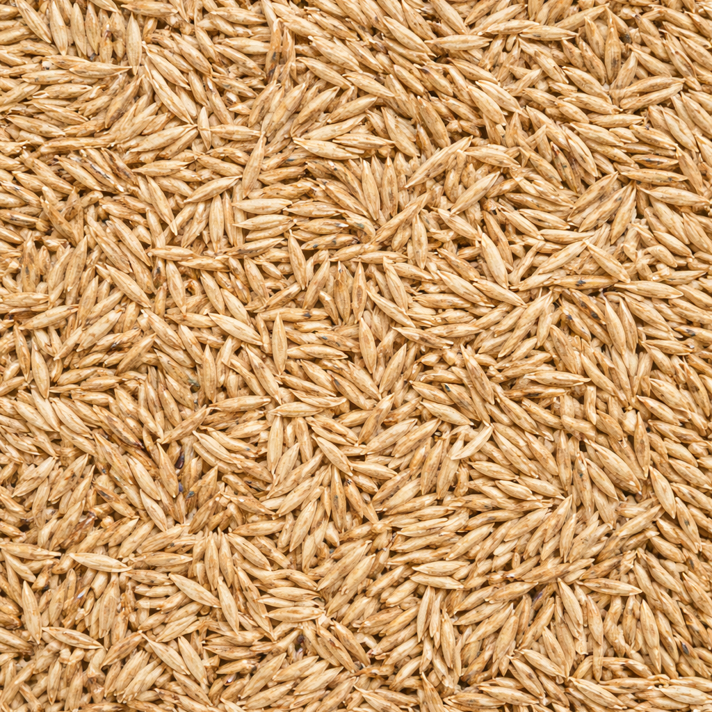 Sahara Bermuda Grass seeds