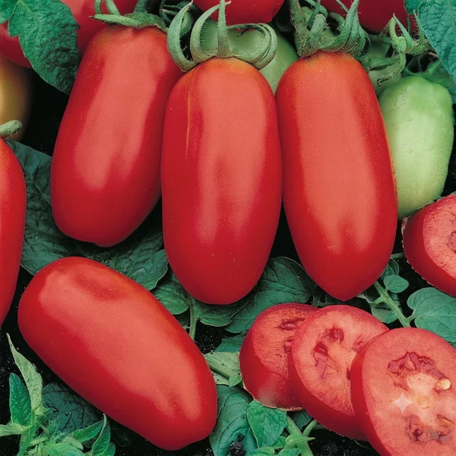 Fresh ripe San Marzano tomatoes on the vine, vibrant red and juicy for sauces and cooking. Seed World