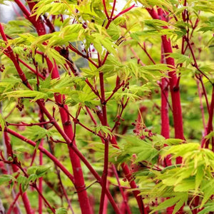 15 Acer palmatum 'Sango Kaku' - Japanese Maple Seeds