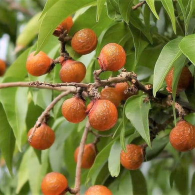 5 Sapindus Mukorossi Seeds