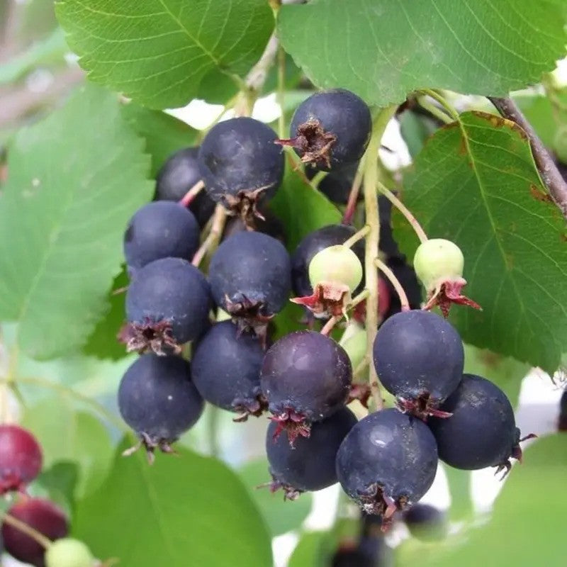 20 Saskatoon Serviceberry Seeds – Sweet Native Berry Tree | Amelanchier alnifolia