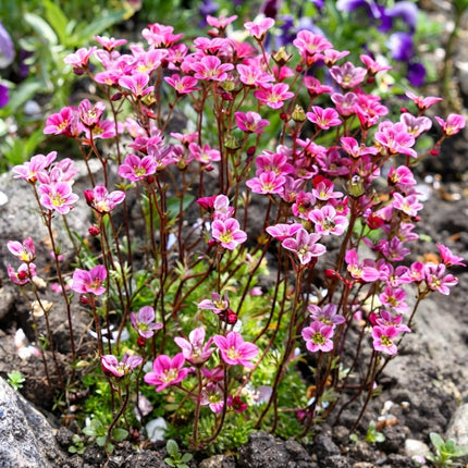 Saxifraga Rose Robe with delicate bright pink flowers above low-growing green foliage, a charming mossy saxifrage for rock gardens, borders and containers. Seed World
