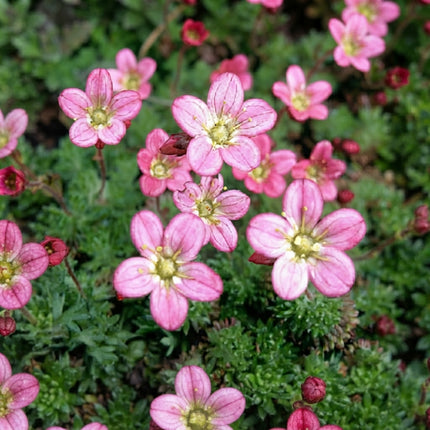 200 Saxifraga Rose Robe Seeds – Pink Mossy Saxifrage Flower