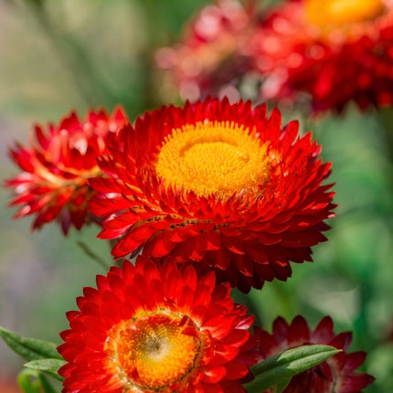 Scarlet Strawflower Fireball red-orange blooms with bright golden centers. Seed World