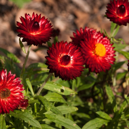 100 Fire Ball Strawflower Seeds – Red Orange Everlasting Flower