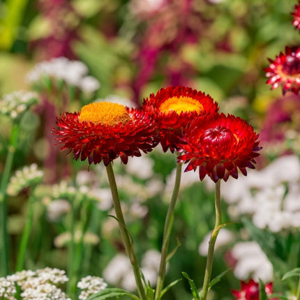 100 Fire Ball Strawflower Seeds – Red Orange Everlasting Flower