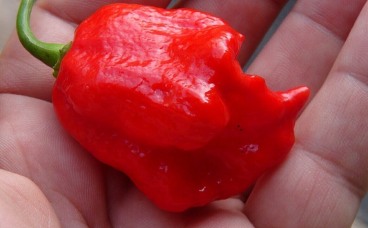 20 Trinidad Scorpion Butch T Seeds