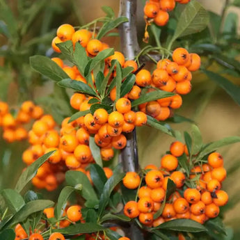 50 Seaberry - Sea Buckthorn Seeds