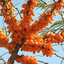 50 Seaberry - Sea Buckthorn Seeds