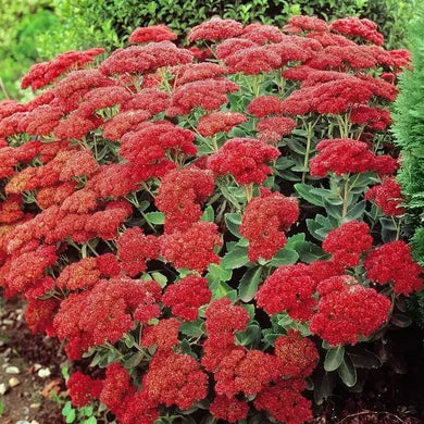 50 Sedum - Summer Glory Seeds