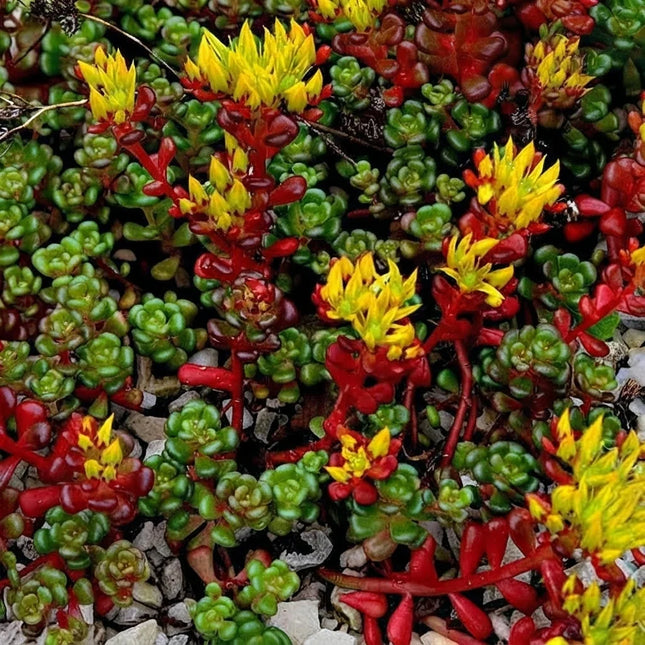 Sedum Oreganum Stonecrop ground cover with yellow flowers growing in rock garden. Seed World
