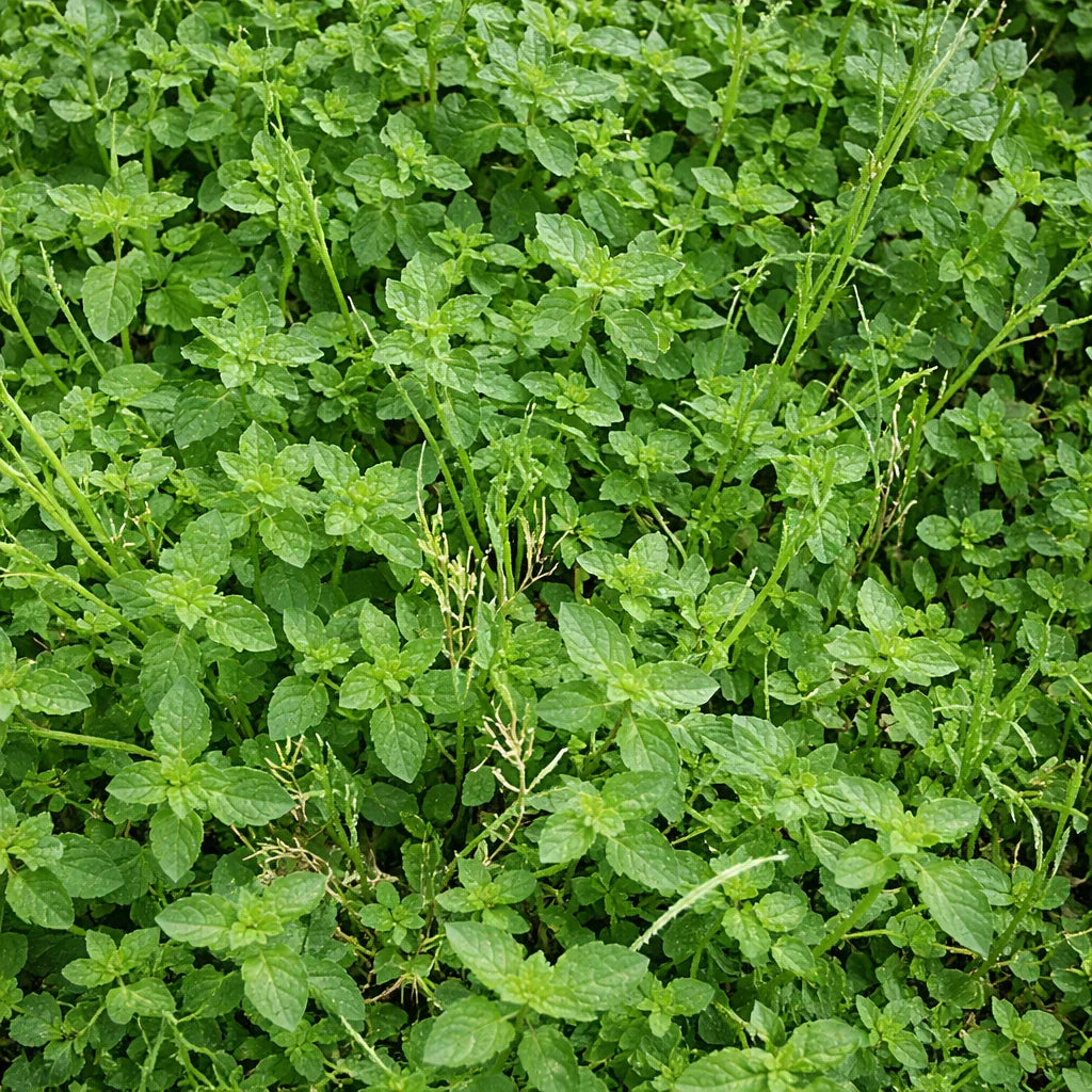 walk on me plant seeds 1000 Walk On Me Creeping Thyme