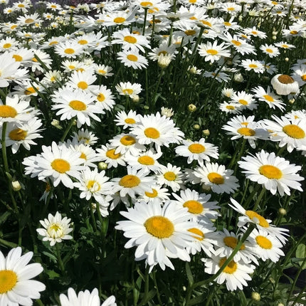 500 Shasta Daisy Seeds – Classic White Perennial Flower