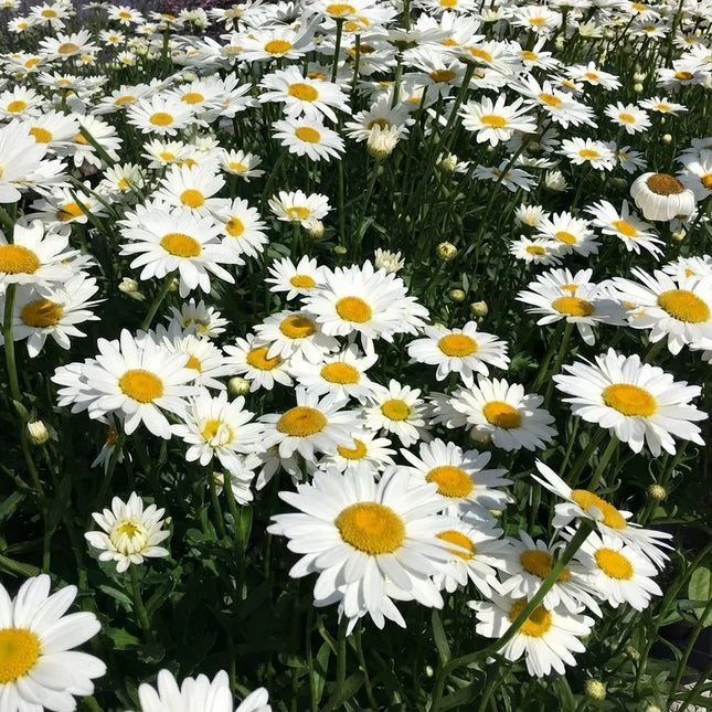 500 Shasta Daisy Seeds – Classic White Perennial Flower