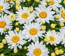 300 Shasta Daisy Seeds