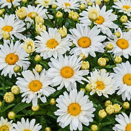 500 Shasta Daisy Seeds – Classic White Perennial Flower