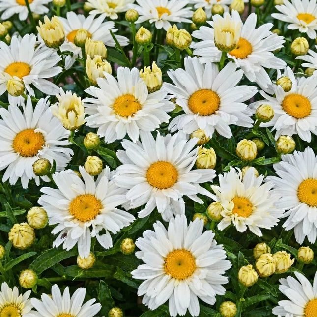 500 Shasta Daisy Seeds – Classic White Perennial Flower