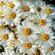 300 Shasta Daisy Seeds