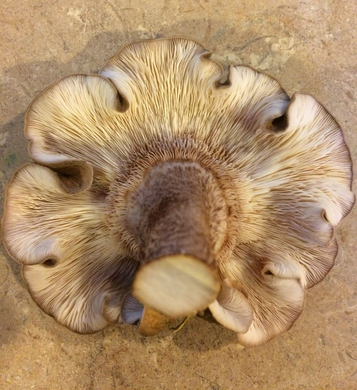 Shiitake Mushroom Plug Spawn - Seeds World
