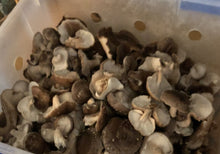 Shiitake Mushroom Spawn - Seeds World
