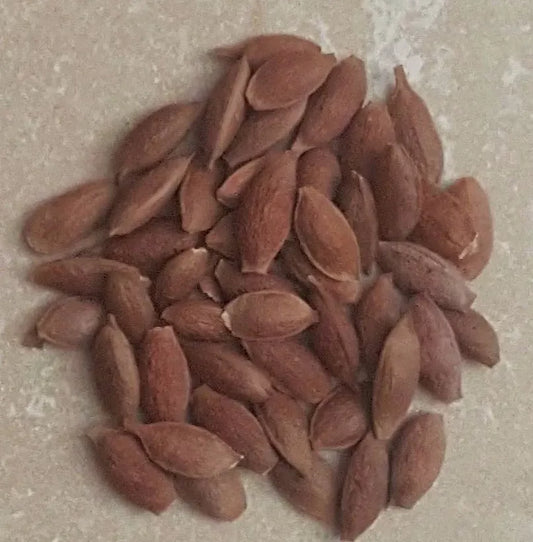 30 Shoestring Acacia Willow Tree Seeds